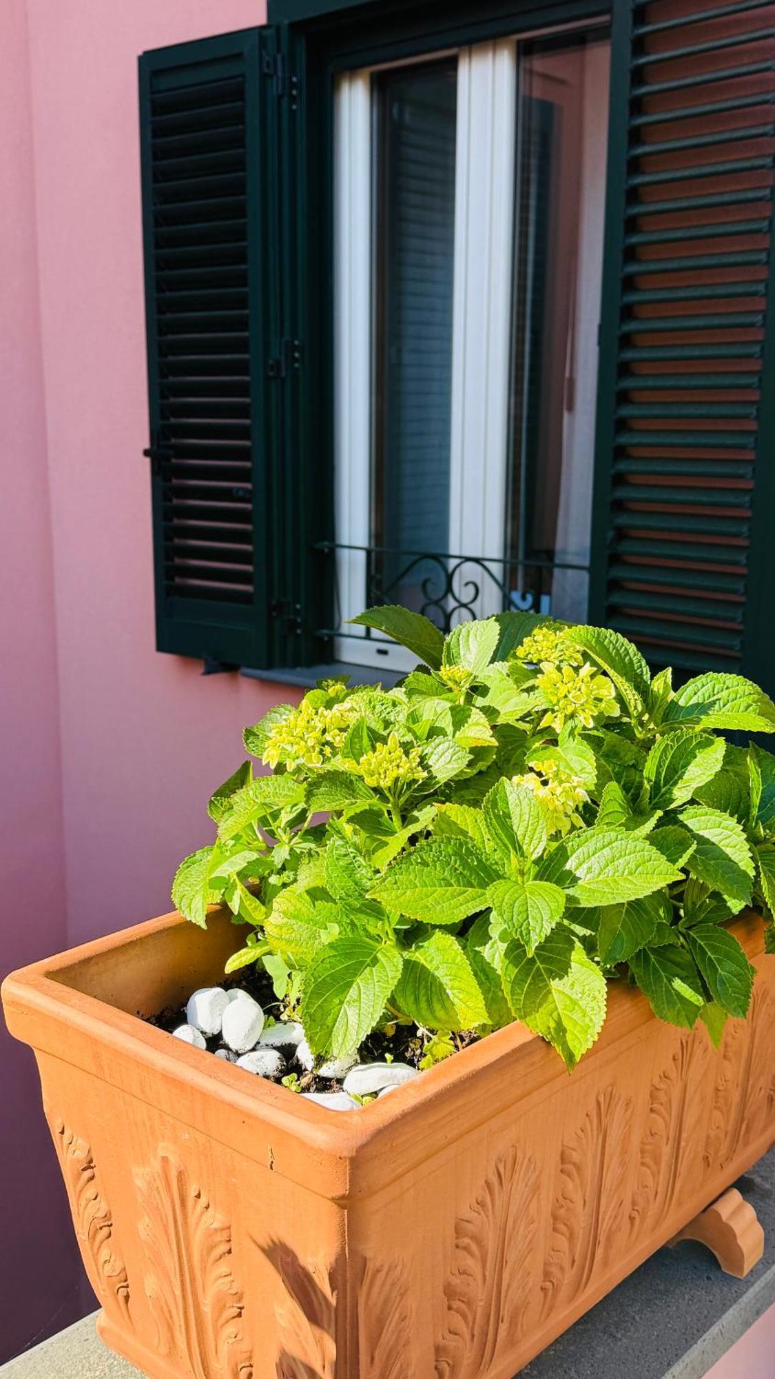 La Maison Rose Maiori Exteriör bild
